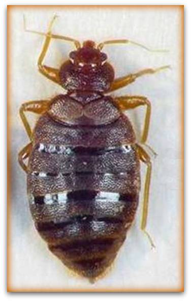 Male-bed-bug-pictures