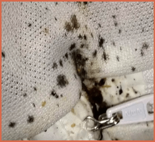 The Best Bed Bug Poop Pictures