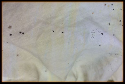 bed bug images on sheets