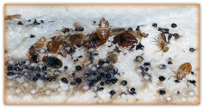 severe bed bug infestation