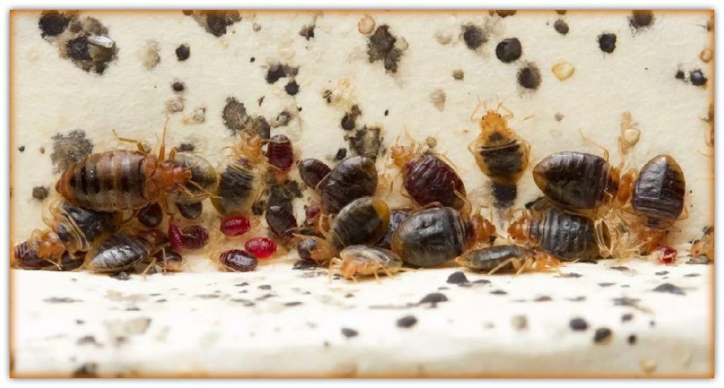 pics of bed bugs adults