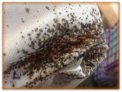 Bed Bug Infestation Pictures - Severe Cases