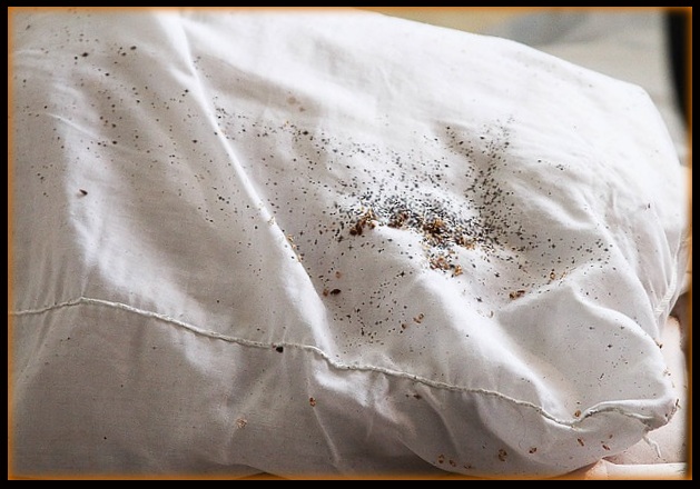 bed bugs little black dots on pillow