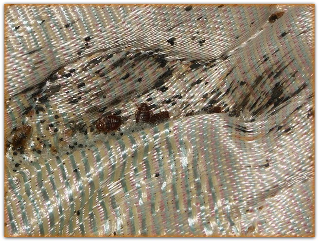 Bed Bug Poop Picture