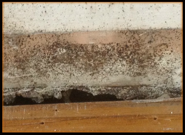 bed bug feces on wall