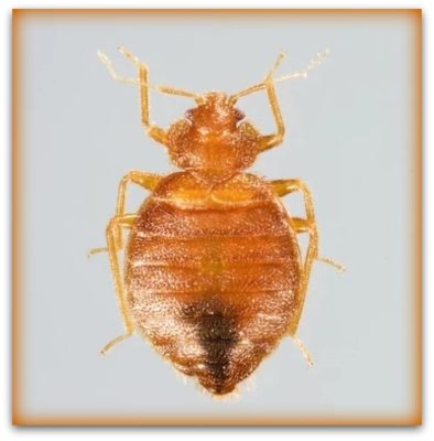 Pictures of Male and Female Bed Bugs - Bed Bugs Pics