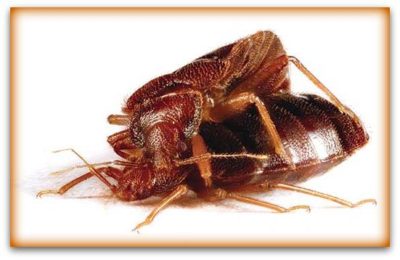 male and female bed bugs reprodution