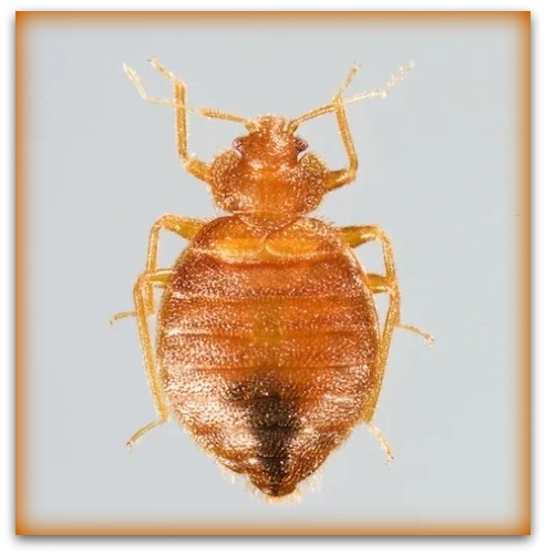 male bed bugs pictures 