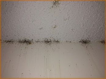 bedbugs on the ceiling