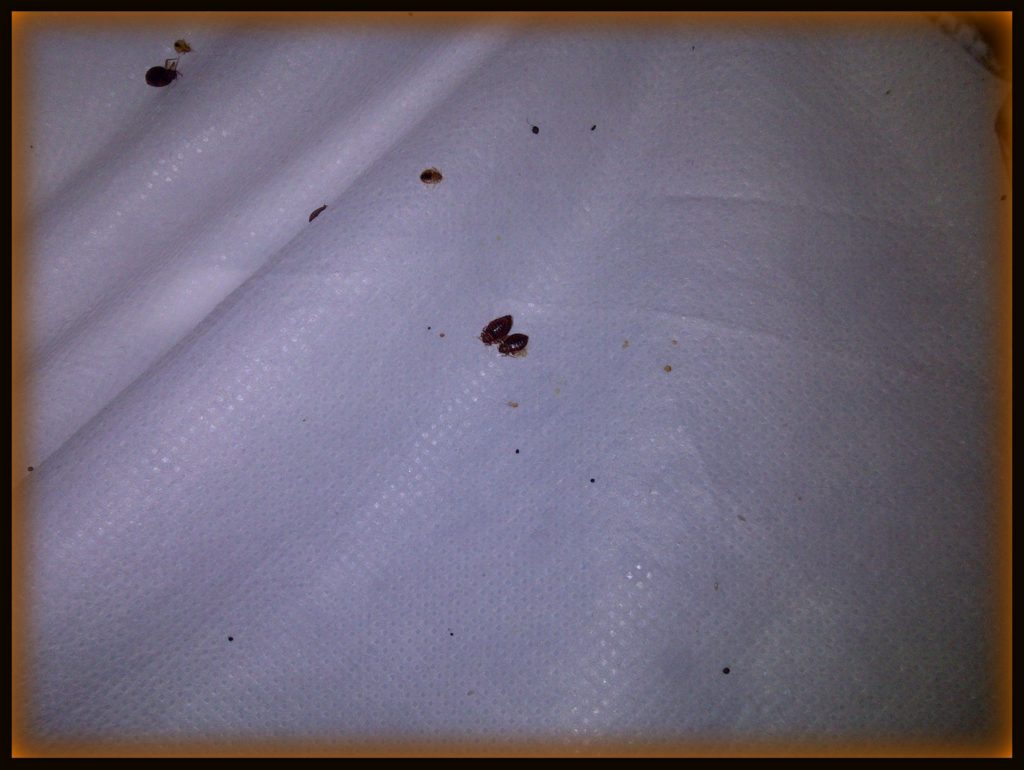 bed bugs pictures on sheets