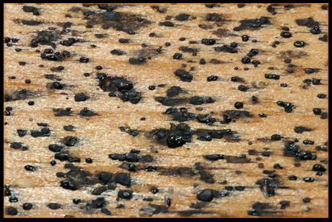 Bed Bug Poop on wood