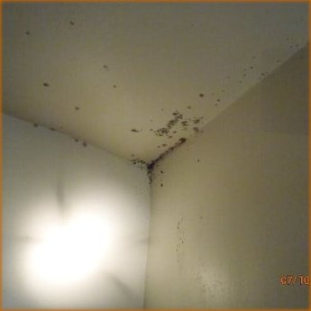 bedbugs on the ceiling corner