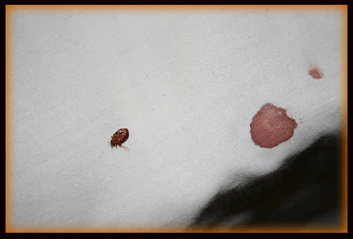 bed bugs on sheets