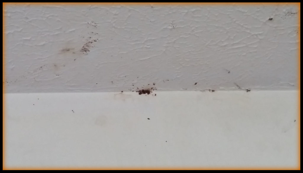 photos of bugs on the roof