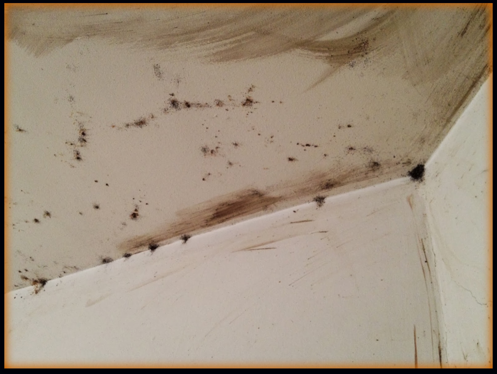 Pictures of Bed Bugs on The Ceiling