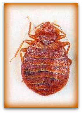 female bed bugs pic