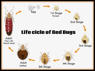 life cycle of bed bugs
