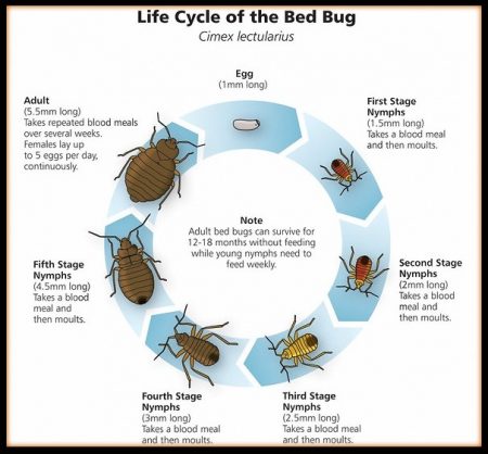 Bed Bug Life Cycle Pictures