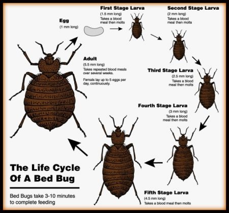 Life Cycle Of Bed Bugs In Photo