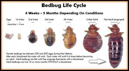 bedbug life cycle