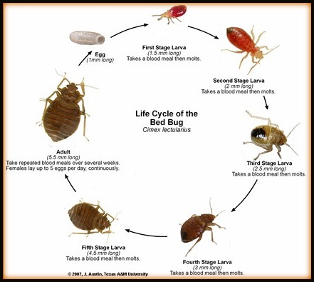 life cycle of bed bugs in photo