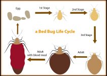 Bed Bug Life Cycle Pictures