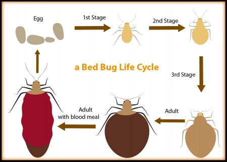 vector-bed-bug-life-cycle