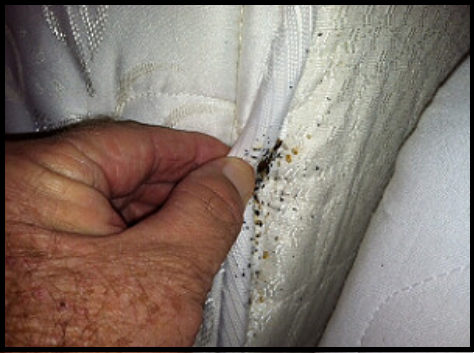 Bed Bug Poop on mattress