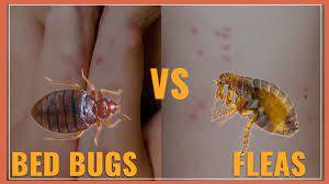 bedbugs-&-fleas