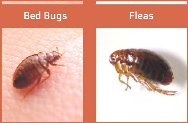 bed-bugs-vs-fleas