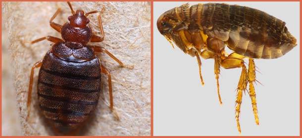 Fleas-and-Bed-Bugs-comparison