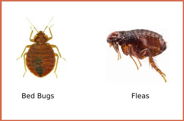 bed-bug-and-flea