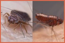 Pics of Fleas and Bed Bugs