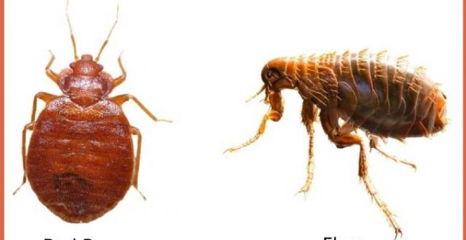 Pictures of Fleas and Bed Bugs
