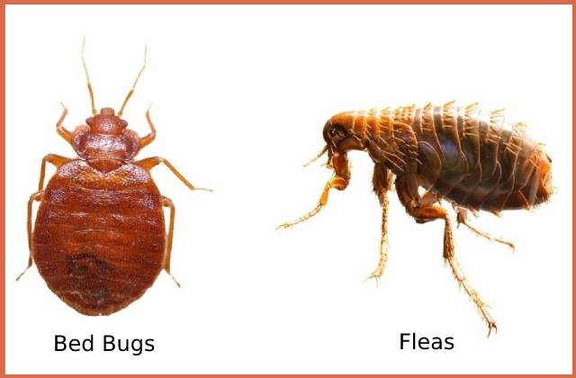 Pictures-of-Fleas-and-Bed-Bugs