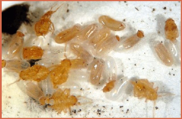 bed-bug-eggs-and-larvaes