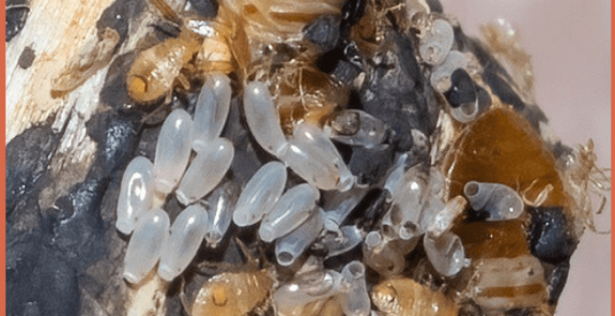Bed Bug Eggs Pics: What Bed Bug Eggs Look Like