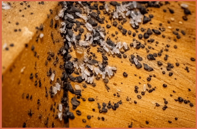 bed-bug-eggs-and-drops