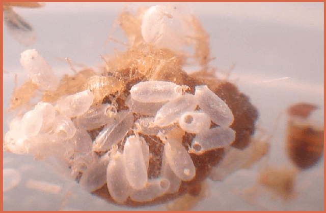 bed-bug-egg-shells-picture