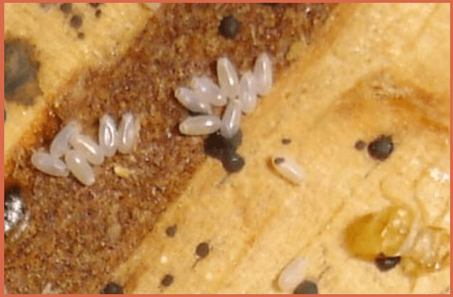 eggs-of-bed-bugs-on-table