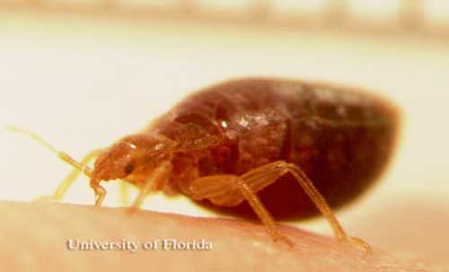 bed-bug-University-of-florida