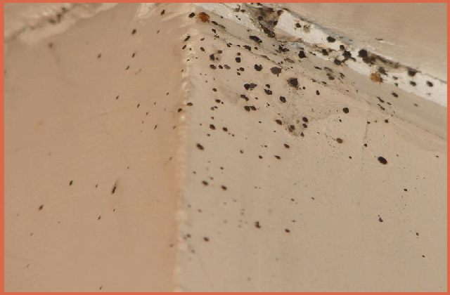 bed-bug-fecal-stains-on-wall