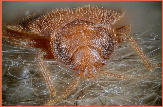 bed-bug-head