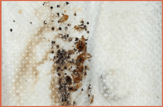 bed-bugs-nests-in-mattress