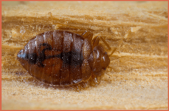 bed-bugs-pics
