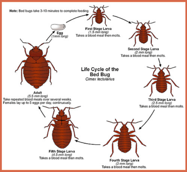 life-cycle-of-the-bed-bug