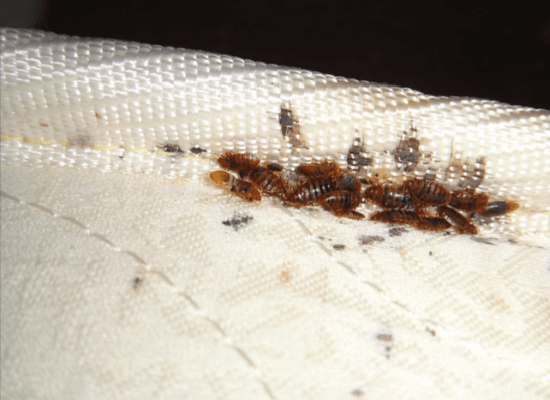 pics-of-bed-bugs-on-mattress