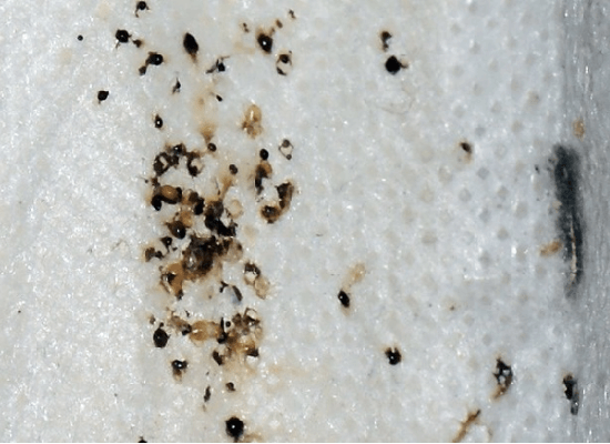 bed bug poop on mattress