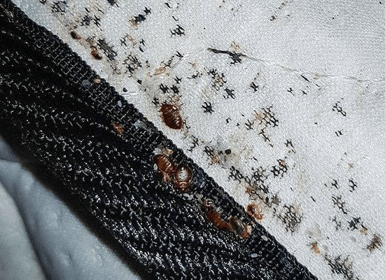 10 Pics Of Bed Bugs On Mattress Identification Control And Prevention