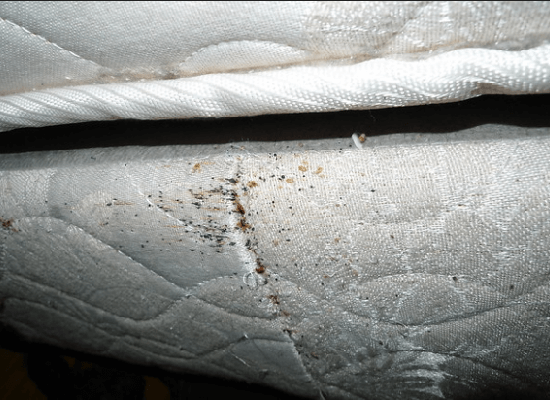 mattress-with-bed-bugs-below